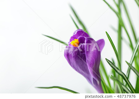 Blue crocuses isolated on a white background 48737976