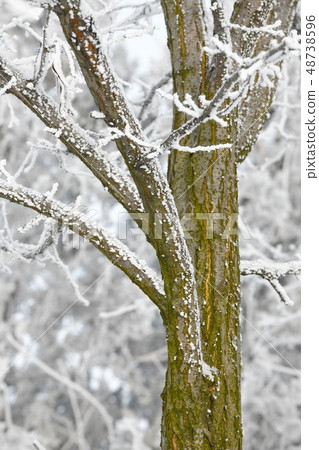 Winter tree Winter tree 48738596