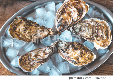 Raw oysters on the metal tray 48738608