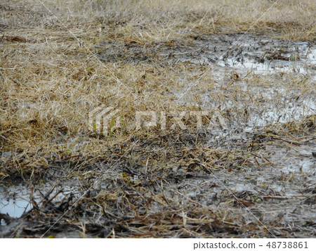 Puddle of grassland 48738861