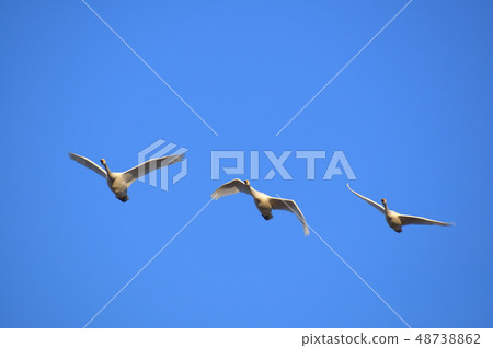 Swans fluttering 48738862