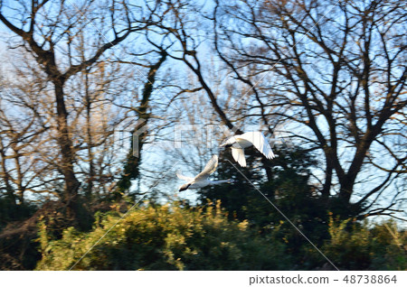 Swans fluttering 48738864