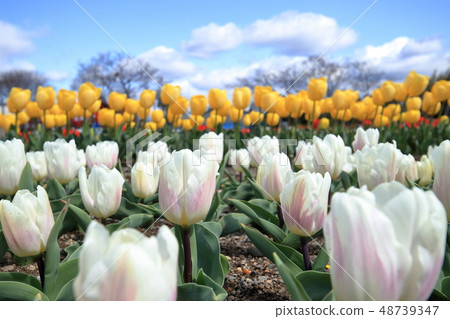 Flower garden of tulip (Komami Town, Konan City) Flower garden of tulip (Komami Town, Konan City) 48739347