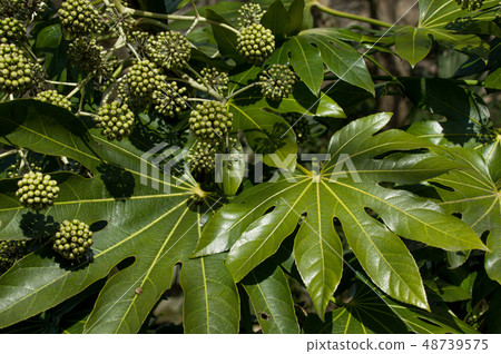 Fruits and leaves of a jude Fruits and leaves of a jude 48739575