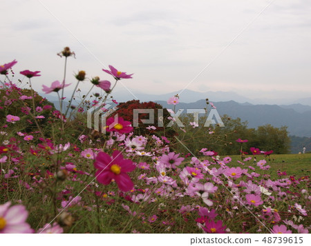 Cosmos of the plateau Cosmos of the plateau 48739615