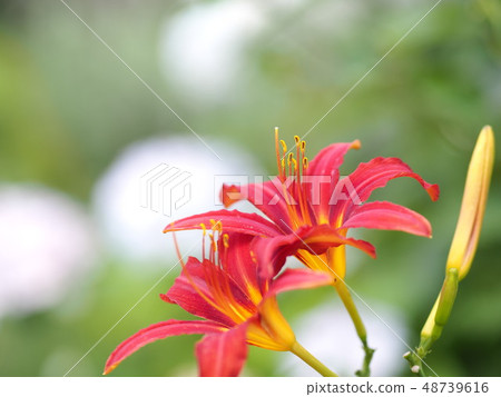 Pretty lily Pretty lily 48739616