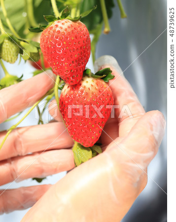 Ichigo strawberry picking image Ichigo strawberry picking image 48739625