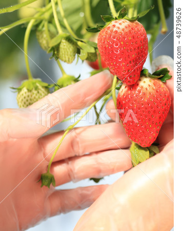 Ichigo strawberry picking image Ichigo strawberry picking image 48739626
