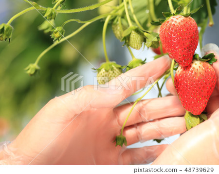 Ichigo strawberry picking image 48739629
