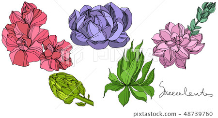 Vector Jungle botanical succulent flower. Engraved ink art illustration. Isolated succulents Vector Jungle botanical succulent flower. Engraved ink art illustration. Isolated succulents 48739760