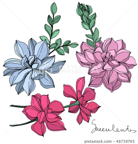 Vector Jungle botanical succulent flower. Engraved ink art illustration. Isolated succulents Vector Jungle botanical succulent flower. Engraved ink art illustration. Isolated succulents 48739765