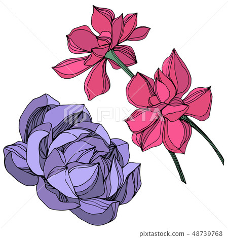Vector Jungle botanical succulent flower. Engraved ink art illustration. Isolated succulents 48739768