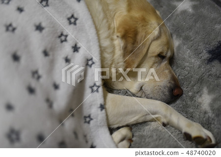 Spring dog's sleeping face (Labrador retriever) 48740020