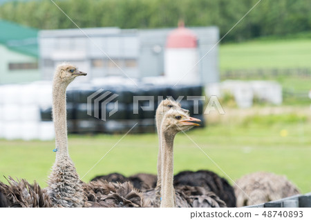 Grazing of an ostrich / scenery of Niseko Hokkaido Grazing of an ostrich / scenery of Niseko Hokkaido 48740893