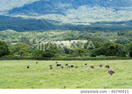 Grazing of an ostrich / scenery of Niseko Hokkaido Grazing of an ostrich / scenery of Niseko Hokkaido 48740915