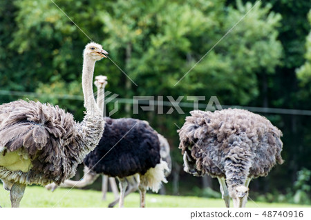 Grazing of an ostrich / scenery of Niseko Hokkaido 48740916