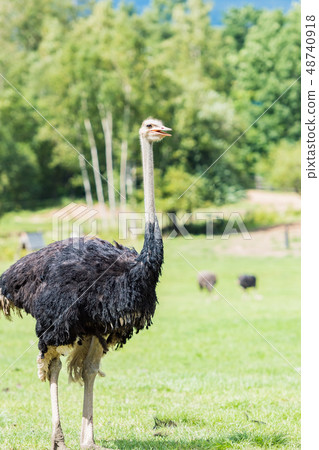 Grazing of an ostrich / scenery of Niseko Hokkaido 48740918