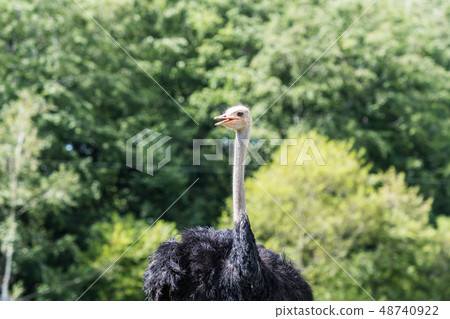 Grazing of an ostrich / scenery of Niseko Hokkaido 48740922