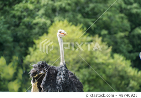 放牧北海道二世谷的鴕鳥/風景 48740923