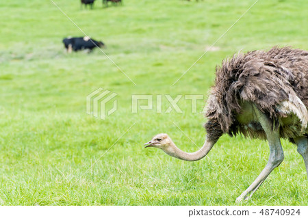 Grazing of an ostrich / scenery of Niseko Hokkaido Grazing of an ostrich / scenery of Niseko Hokkaido 48740924
