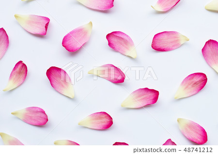 Lotus petals on white 48741212