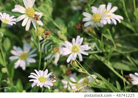 Daisy flower in tropical Daisy flower in tropical 48741225