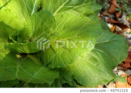 Early cabbage in farm 48741328