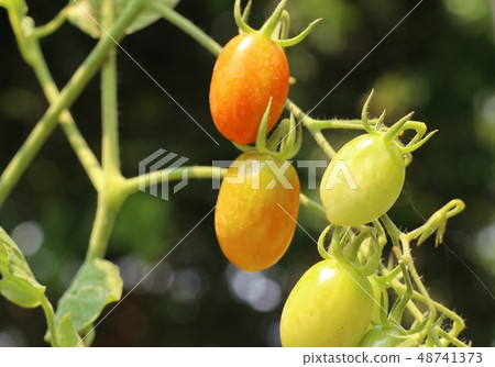 Branches of cherry tomato Branches of cherry tomato 48741373