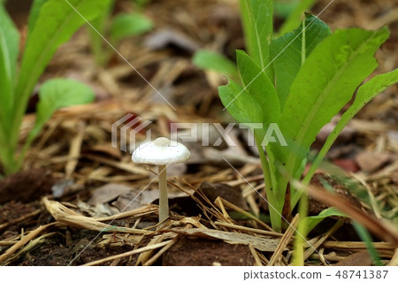 Early cabbage in farm Early cabbage in farm 48741387
