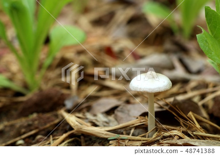 Mushroom on the straw 48741388