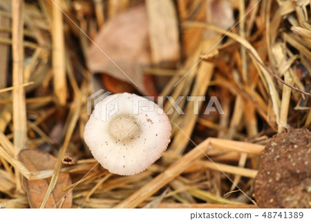 Mushroom on the straw 48741389