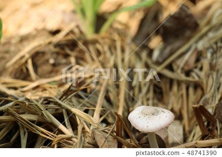 Mushroom on the straw 48741390