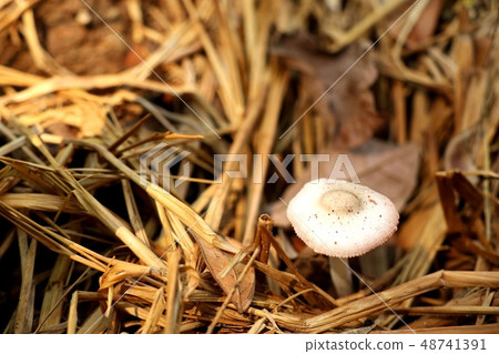 Mushroom on the straw Mushroom on the straw 48741391
