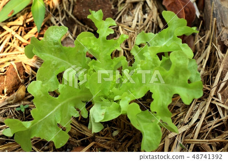 Early lettuce in farm 48741392