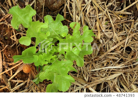 Early lettuce in farm 48741393