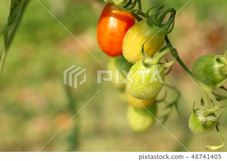 Branches of cherry tomato Branches of cherry tomato 48741405