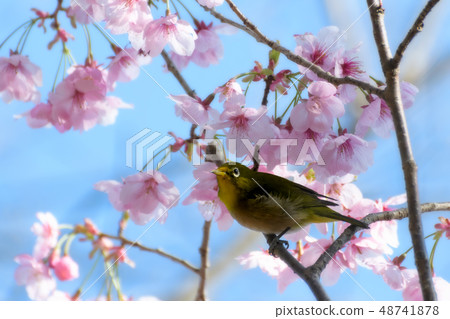 Resting to sunshine cherry tree under blue sky 48741878