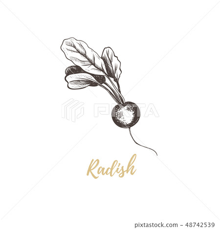 Radish hand drawing sketch. -插圖素材[48742539] - PIXTA圖庫