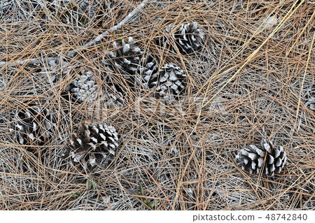 lots of pine cones on ground 48742840