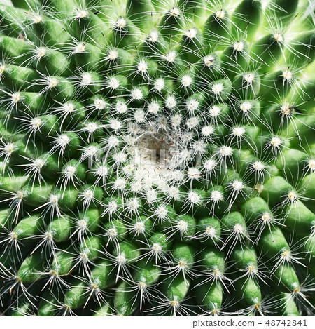 high angle view of green cactus for background 48742841