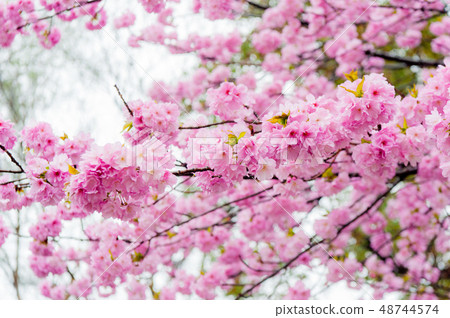 櫻花在雨中,櫻花盛開Kanazan櫻花,上野香公園 櫻花在雨中,櫻花盛開Kanazan櫻花,上野香公園 48744574