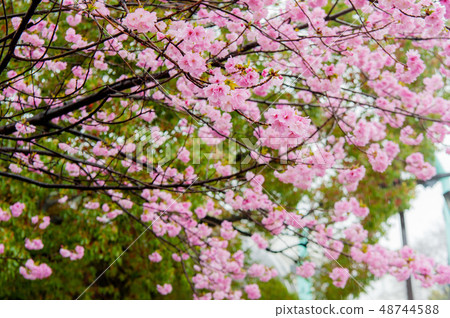 櫻花在雨中，櫻花盛開Kanazan櫻花，上野香公園 48744588