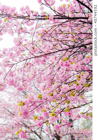 櫻花在雨中，櫻花盛開Kanazan櫻花，上野香公園 48744592