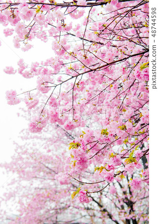 Cherry blossoms in the rain, Sakura in full bloom Kanazan cherry tree, Ueno incense park Cherry blossoms in the rain, Sakura in full bloom Kanazan cherry tree, Ueno incense park 48744598