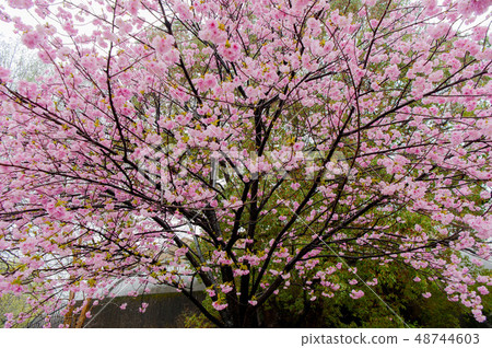 櫻花在雨中，櫻花盛開Kanazan櫻花，上野香公園 48744603