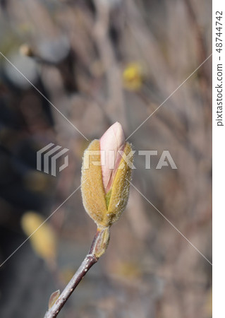 Star magnolia 48744742
