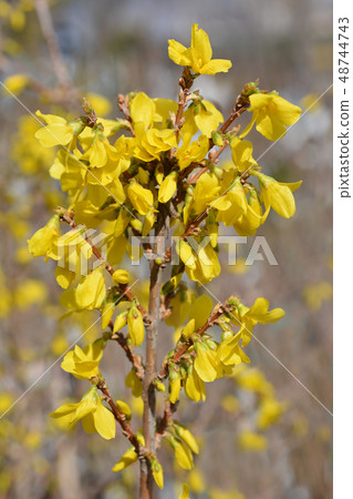 Dwarf Forsythia Mini Gold 48744743