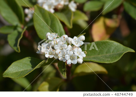 Laurustinus 48744749