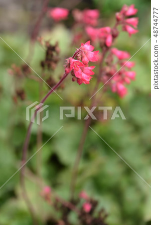 Ruby Bells 48744777