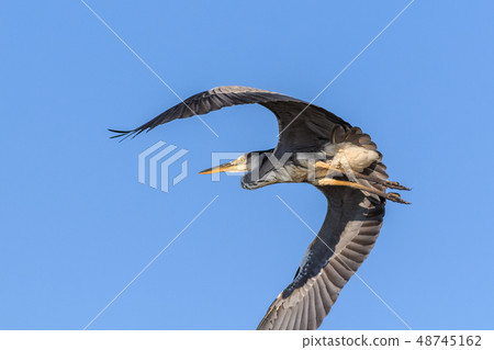 grey heron in flight grey heron in flight 48745162